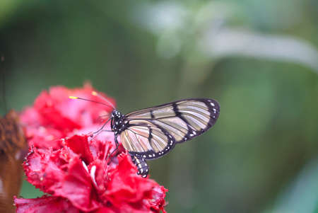 An exotic butterfly on a plant.