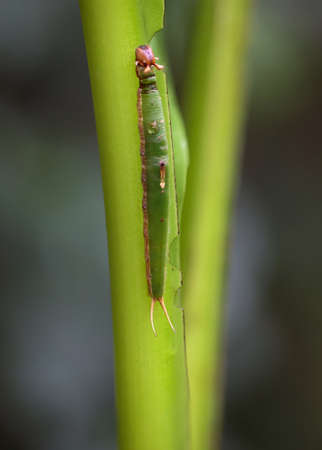 The caterpillar of a banana moth on a banana plant.の写真素材
