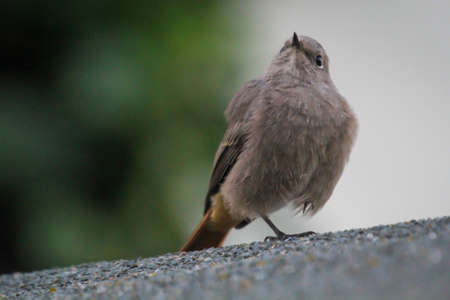 A black redstart sits on a roof. A songbird portrait.