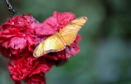 An exotic butterfly on a plant.