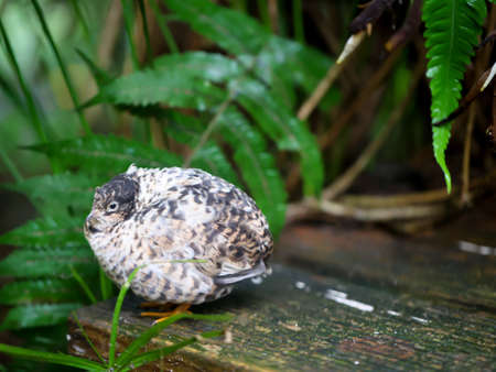 Close up portrait of a pygmy quail, a species of the pheasants (Phasianidae)の写真素材