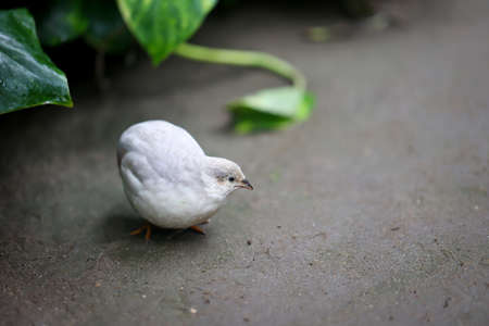 Close up portrait of a pygmy quail, a species of the pheasants (Phasianidae)の写真素材