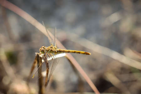 Portrait of a dragonfly in summer in the great outdoors.の写真素材