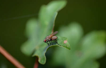 A close up of a fly on a plant.