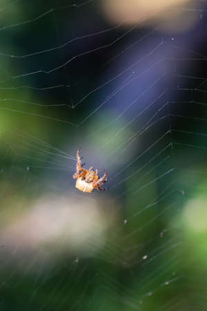 Portrait of a garden spider in its web in a meadow.の写真素材