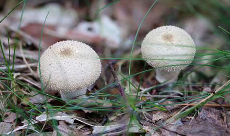 A macro shot of a mushroom in the forest. Fungi are important species in the forest ecosystem.