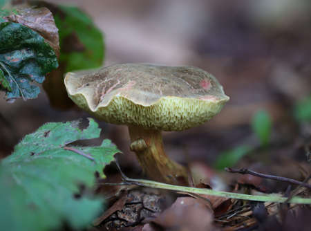 A mushroom in the forest. Mushrooms are important for the forest ecosystem.
