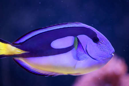 A pallet doctor fish in a saltwater aquarium.の写真素材