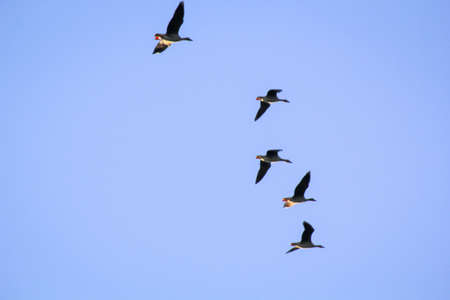 Many wild geese fly in the sky in the typical V-formation.の写真素材