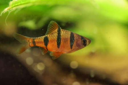 A five-belted barb in an auqaurium. They belong to the group of carp fish.の写真素材