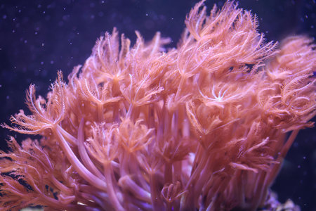 A coral that moves into the current of the water.の写真素材