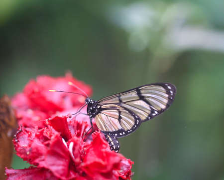 An exotic butterfly on a plant.の写真素材