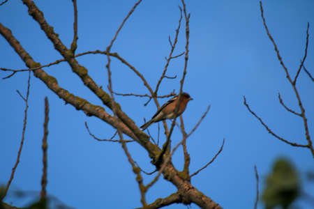 A blue jay sits high up in a dead tree.の写真素材