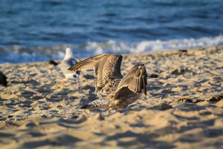 Portrait of a black-headed gull, seagull at the Baltic Sea.の写真素材