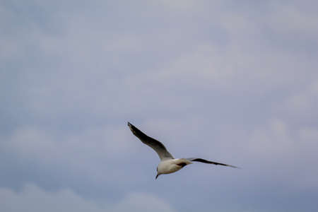 A black-headed gull on the Baltic Sea. Black-headed gulls are a smaller species of gull, they don't...