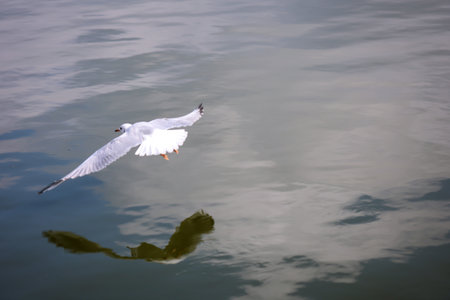 A black-headed gull on the Baltic Sea. Black-headed gulls are a smaller species of gull, they don't get that big.の写真素材