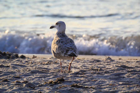 Portrait of a black-headed gull at the Baltic Sea. Seagulls are omnivores.の写真素材