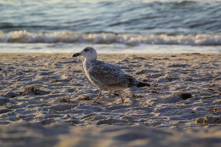 Portrait of a black-headed gull, seagull at the Baltic Sea.の写真素材