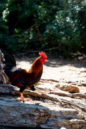 A rooster in his yard, a magnificent rooster, the master of his hens.