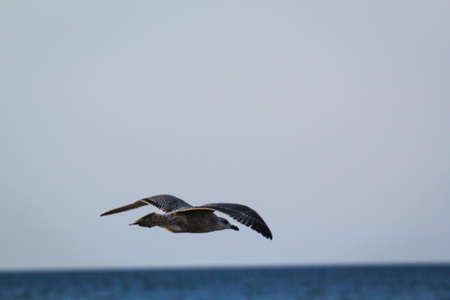 Portrait of a black-headed gull, seagull at the Baltic Sea.の写真素材