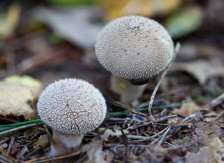 Close up of a mushroom in the forest. Mushrooms are partly poisonous and partly edible.の写真素材
