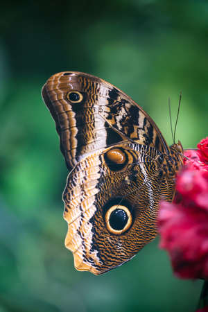 A blue banana butterfly on a plant.の写真素材