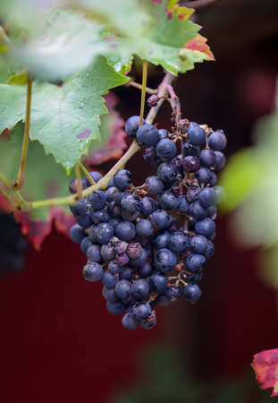 Ripe red grapes, grapes hang on a vine.