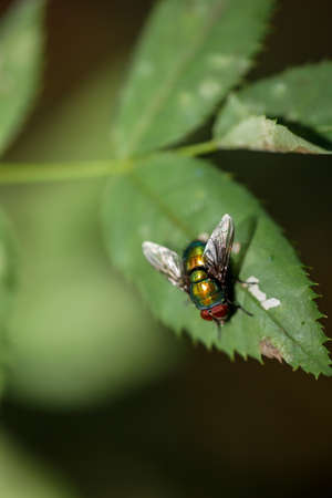 A fly or fly-like insect on a plant.