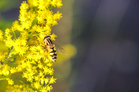 A hover fly on a yellow flowering plant.の写真素材