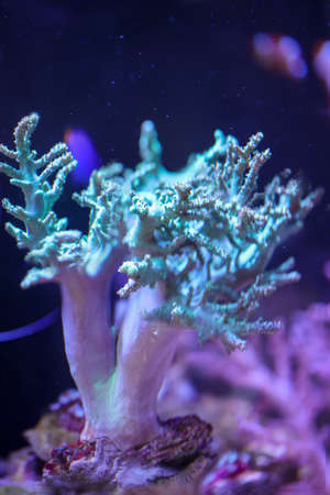 A coral in the saltwater aquarium.