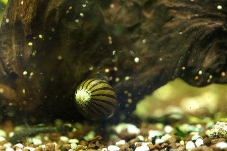 A racing snail in a freshwater aquarium on a piece of wood.