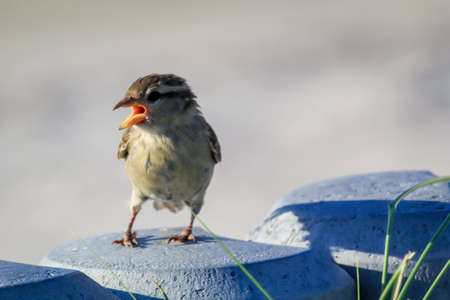 Portrait, close-up of a sparrow, songbird.