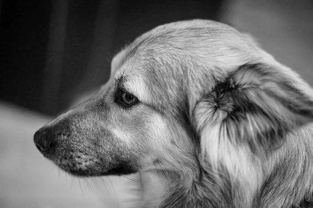 Close up, a portrait of a dog, head of a dog.の写真素材