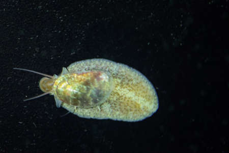 A snail in the saltwater aquarium on the disk.