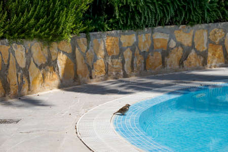 Portrait, close-up of a sparrow, songbird.の写真素材