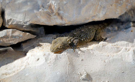A crevice lizard in its protected habitat of a stone wall.