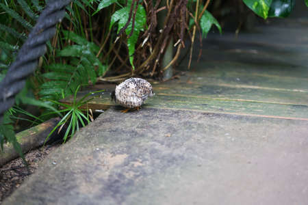 Close-up, portrait of a dwarf quail, a species of pheasants (Phasianidae)の写真素材
