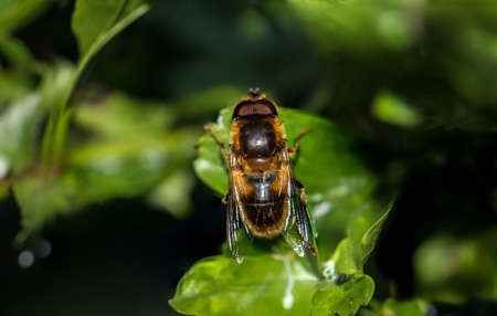 Close-up of a bee sitting on a leaf of a plant.