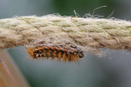 A close-up of a goldafter caterpillar spinning in.