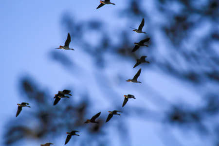 Several wild geese fly over a natural area in autumn.の写真素材