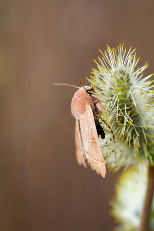 A butterfly on a meadow, meadow plant. Beautiful butterflies of Germany.