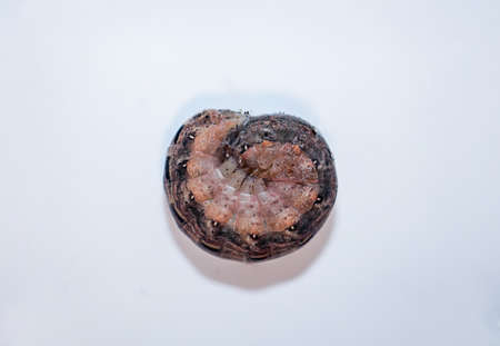 A close-up of a larva of a beetle, a grub.の写真素材