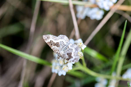 A bedstraw moth sits on a plant in a meadow.の写真素材