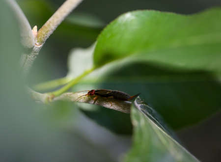 An earwig sits hidden in a plant.
