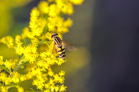 A hoverfly on a yellow flowering plant.