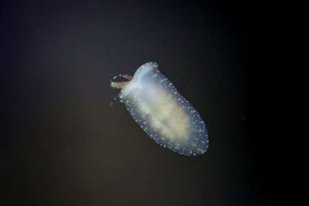 A snail in a saltwater aquarium on the glass.