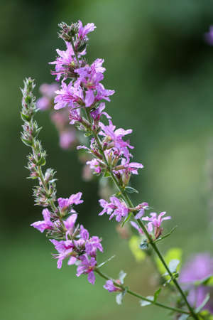 The flowers of a common loosestrife in a meadow.