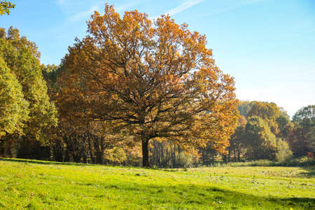 Autumn landscape with autumn colorful trees, Indian summer.