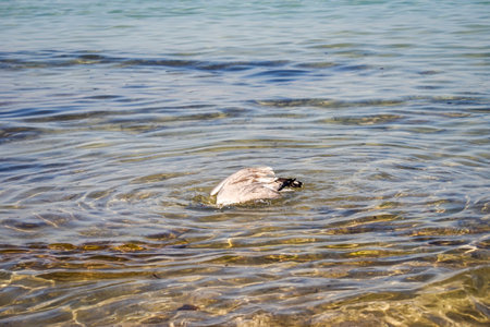 A seagull takes a bath in the water of the Mediterranean Sea.の写真素材