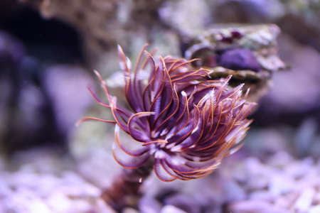 A tubeworm in a marine aquarium.の写真素材